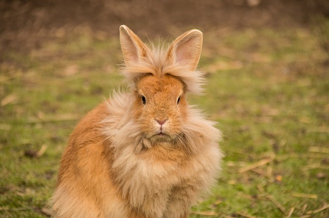 Fuzzy Bunny